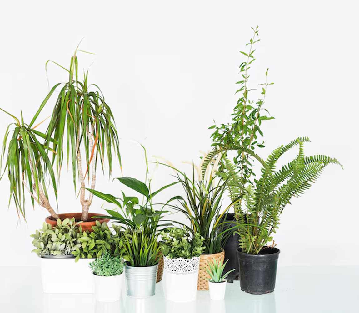 How a Plantscape Can Redefine Interior Spaces