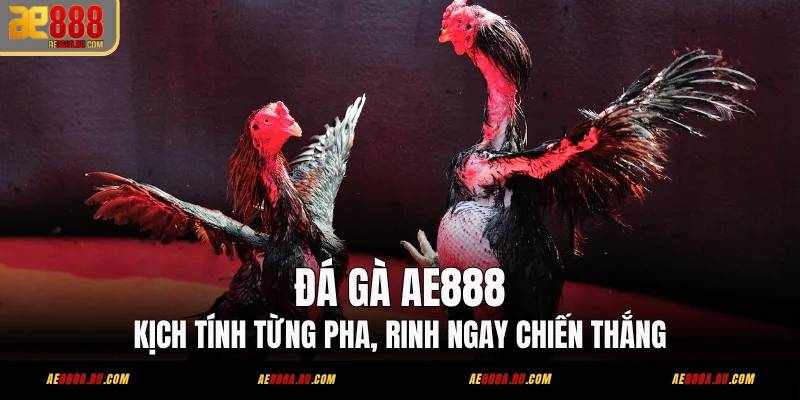 AE888 – Nền Tảng Đá Gà Trực Tuyến Đáng Tin Cậy Được Người Chơi Việt Tin Chọn
