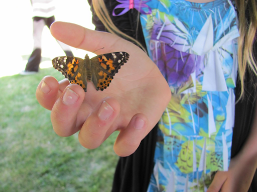 The Deep Connection Between Nature And Butterfly Release For Memorial