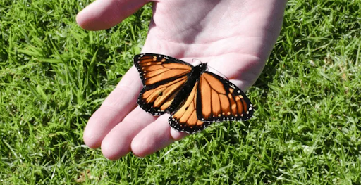 How A Butterfly Release in San Diego Adds Elegance to Any Event