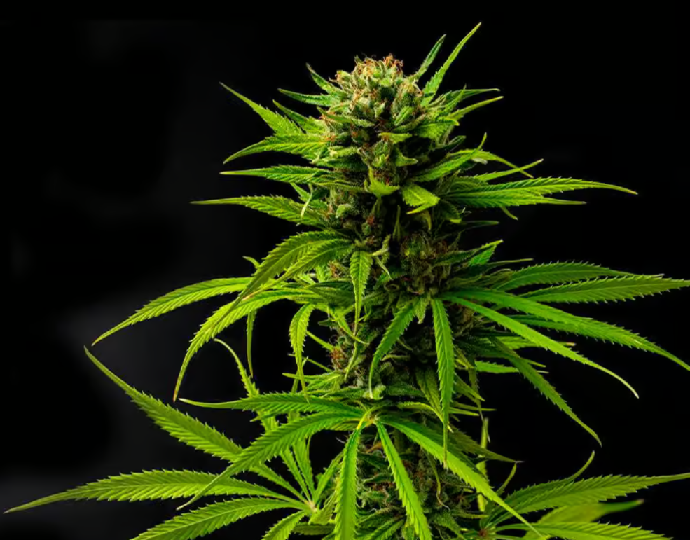Navigating the Market for  THCA Flower Wholesale Solutions