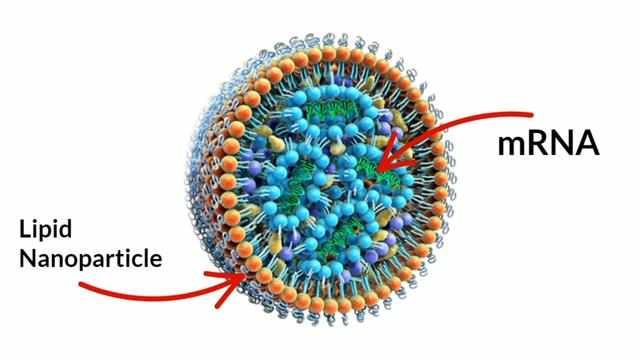 Strategic Insights into the Lipid Nanoparticles Market Dynamics and Growth Forecast