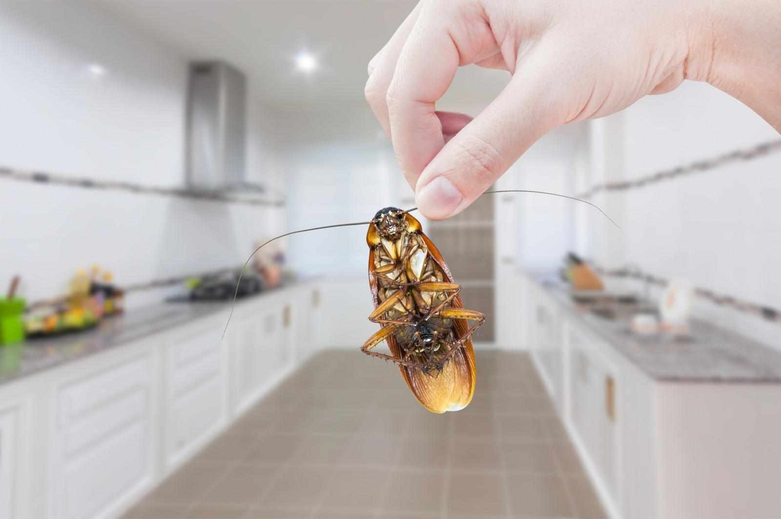 Pest Extermination Calgary | Pestforcecalgary.ca