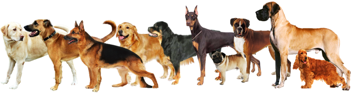 The Most Famous Dog Breeds in India