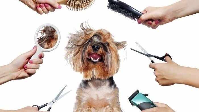 Pet Grooming Essentials: Keeping Your Furry Friend Happy and Healthy