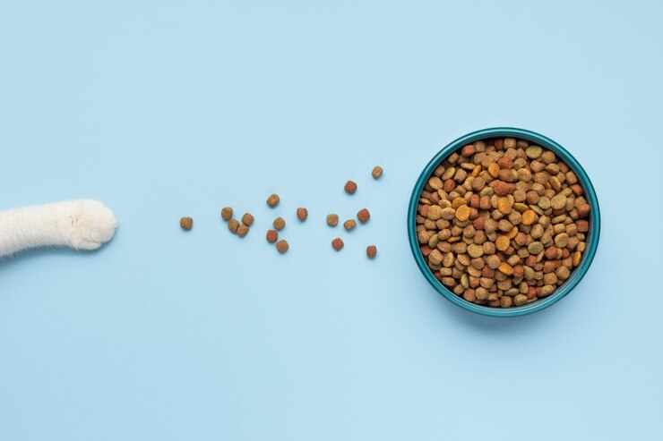 Understanding the Nutritional Needs of Your Feline Friend