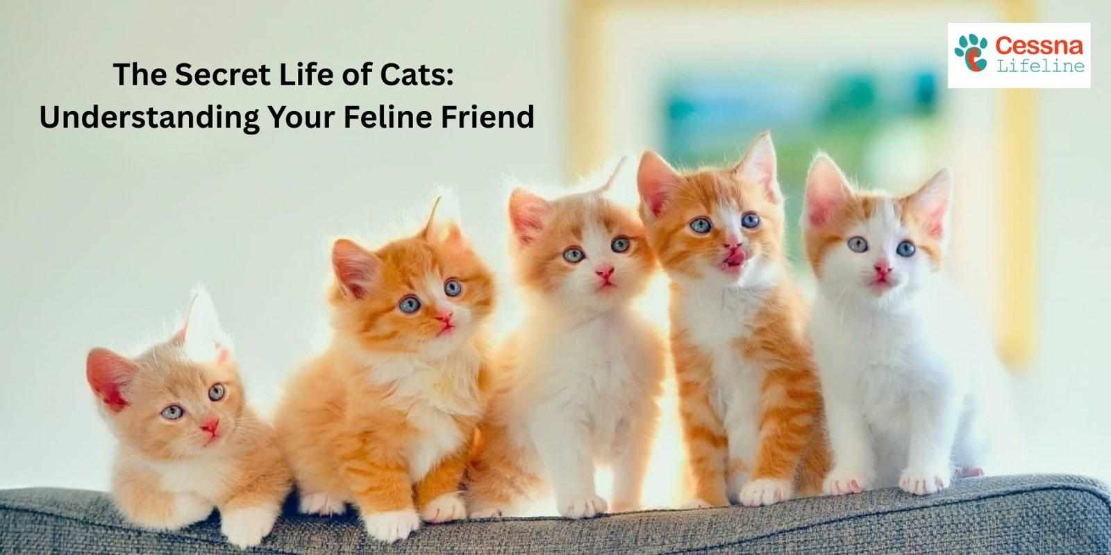 The Secret Life of Cats: Understanding Your Feline Friend