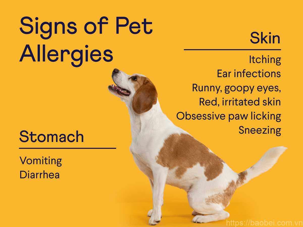 Food Allergy in Dogs: Symptoms, Culprits, Diagnosis, and Management - Baobei