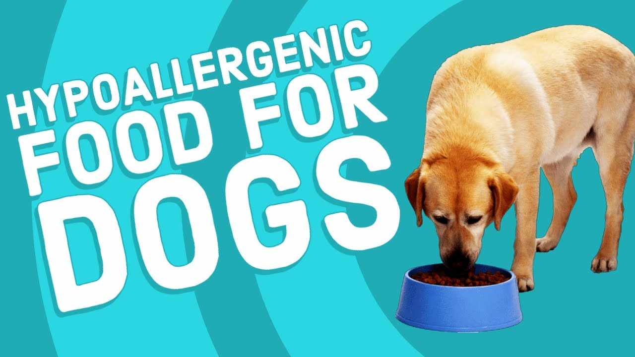 Unraveling the Mystery of Hypoallergenic Dog Food: A Guide to Healthier Nutrition