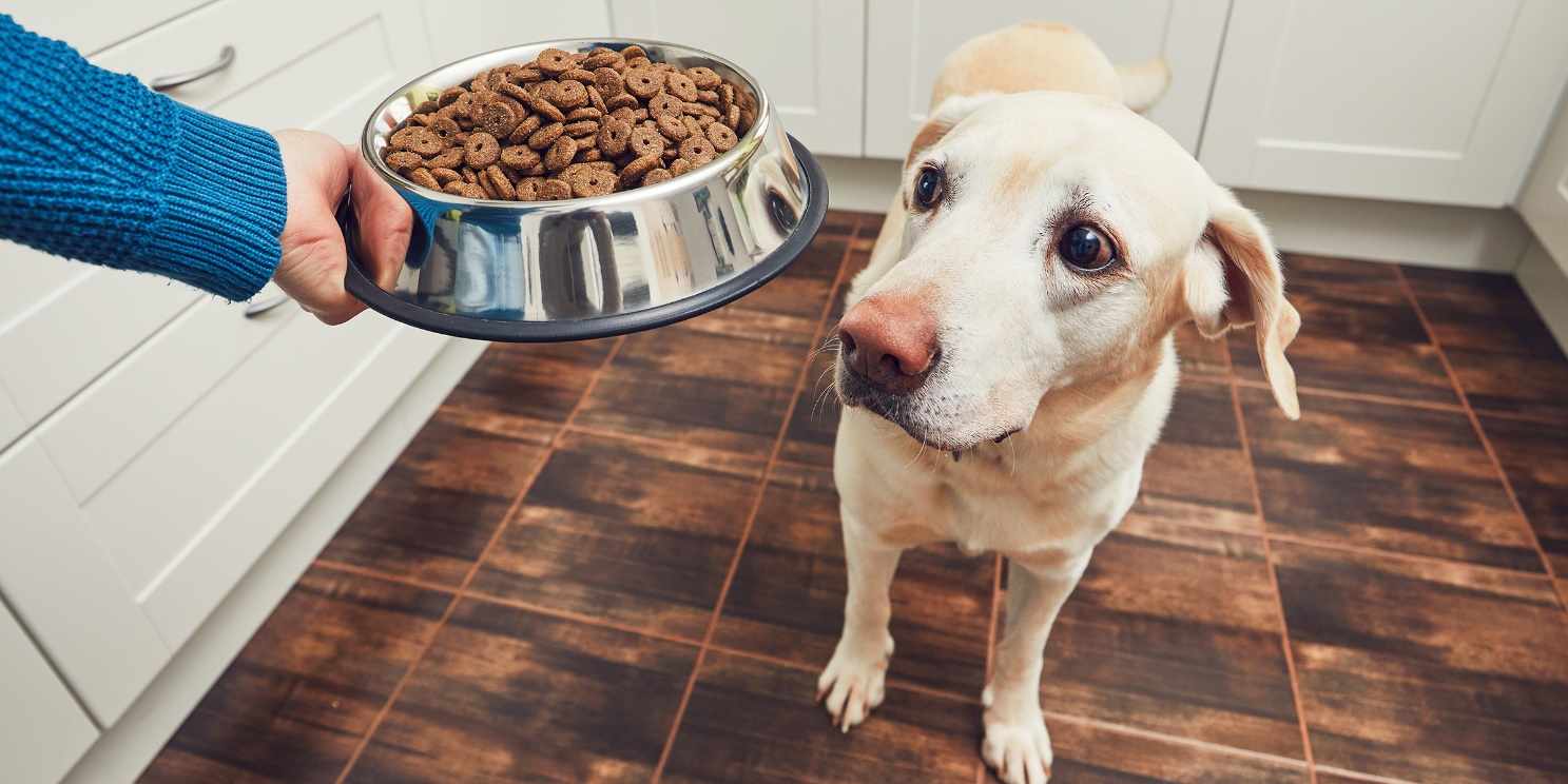 20 Best Hypoallergenic Dog Foods in 2024 | Discover Magazine