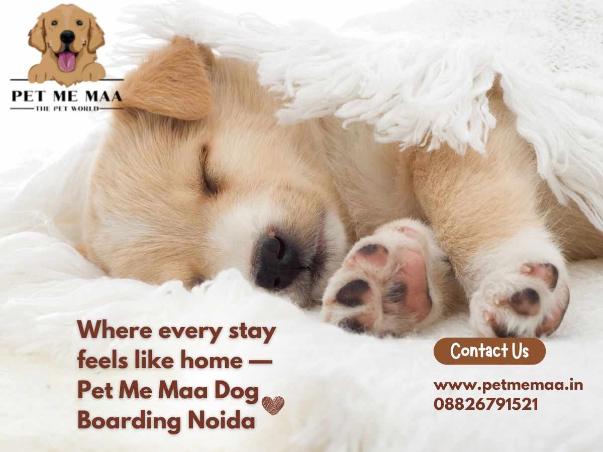 Dog Boarding Noida by Pet Me Maa – Comfort Like Home