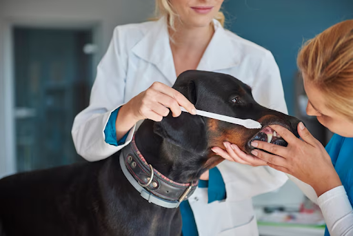 Pet Paralysis: Recognizing Symptoms and Understanding Neurological Emergencies