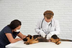 Emergency Vet Mississauga: What Pet Owners Need to Know When Every Minute Counts