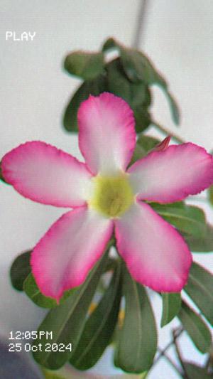 Kritika Dhariwal logo