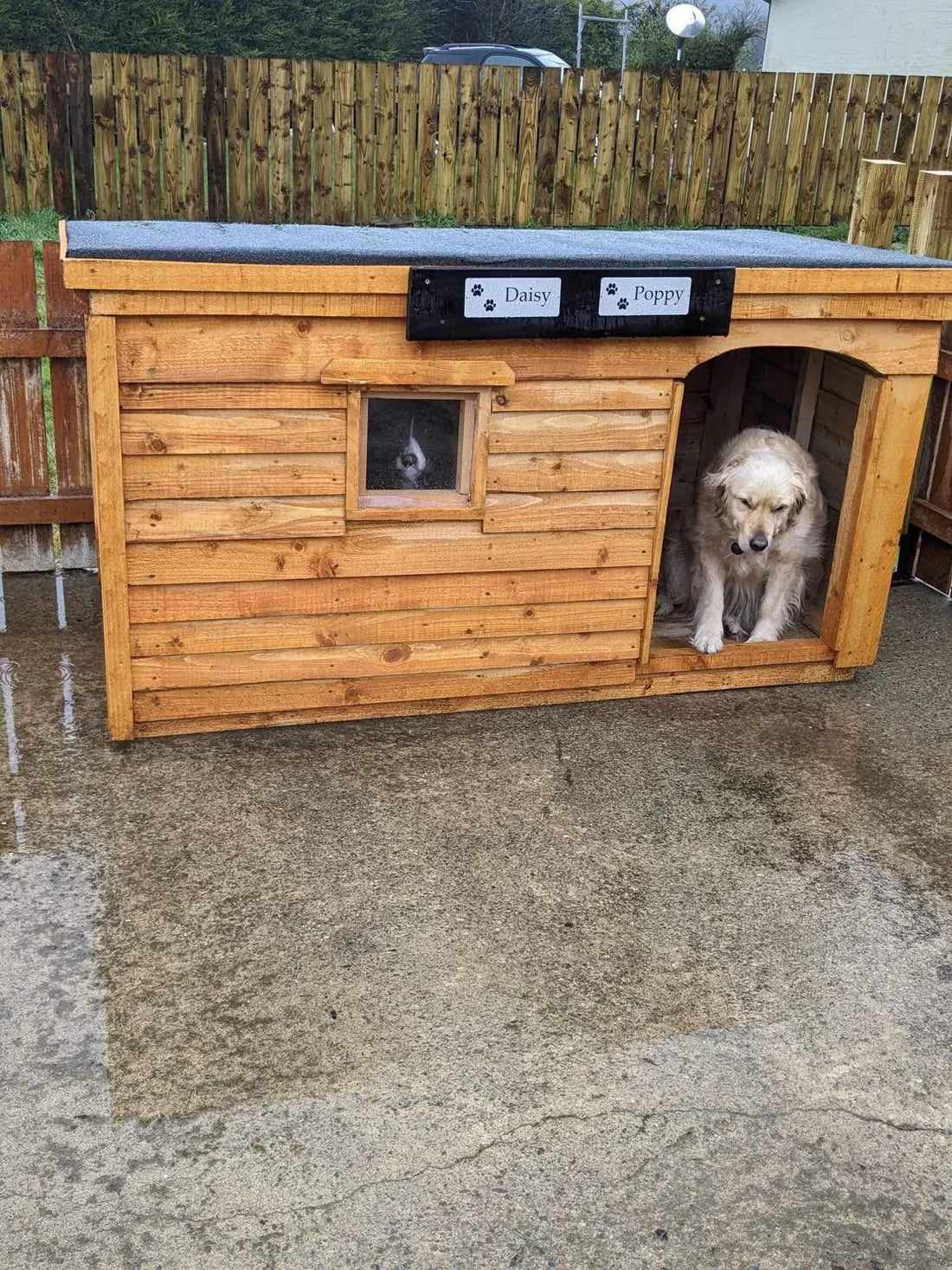Finding the Right Shelter for Your Dog: Dog Kennels in Tallaght and Across Ireland
