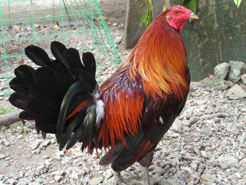 Wala88 – Nền Tảng Trực Tuyến Được Quan Tâm Hiện Nay