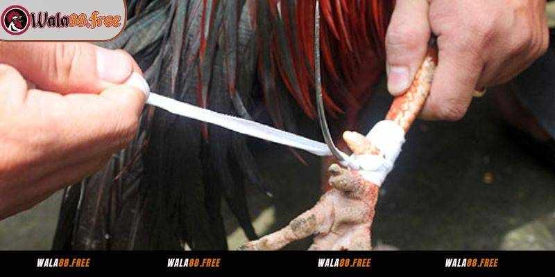 Băng Cựa Gà Đá Wala88 – Trải Nghiệm Đỉnh Cao Cho Người Yêu Thể Thao Trực Tuyến