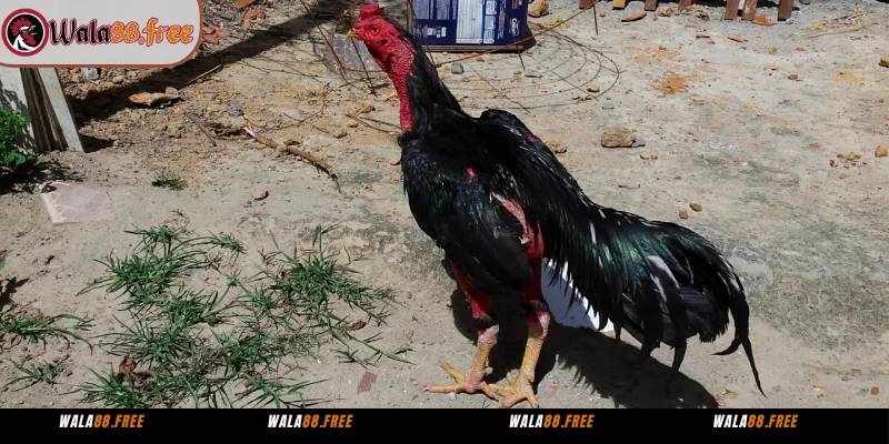 Wala88 – Nền Tảng Giải Trí Uy Tín Kết Hợp Kiến Thức Chuyên Sâu Cho Người Đam Mê Gà Chọi