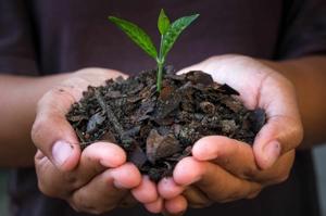 India Biochar Market Analysis, Growth & Trends Forecast 2025-2033