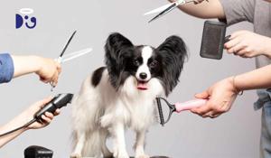 India Pet Grooming Market Forecast, Growth, Trends, and Research Report 2025-2033