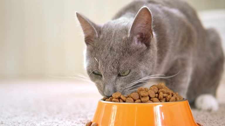 Cat Care Accessories: Essentials That Make Life Easier for You and Your Feline