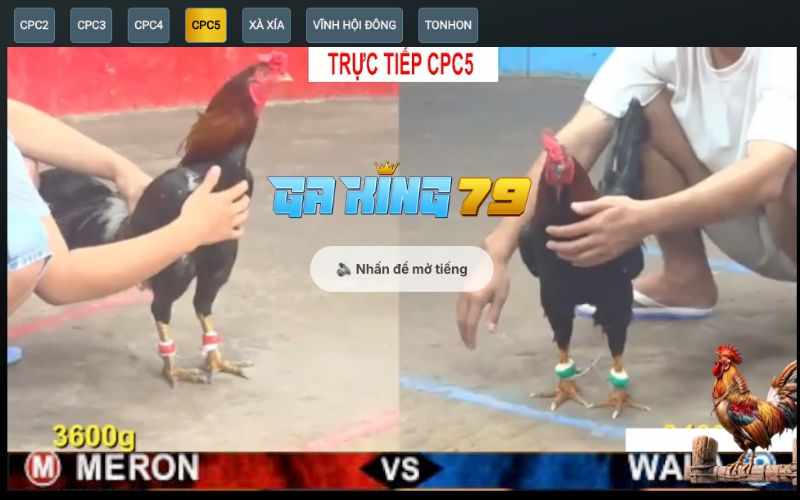 Đá Gà Trực Tiếp CPC5 Tại Gaking79 - Xem Trận Đấu Với Chất Lượng Hình Ảnh Sắc Nét