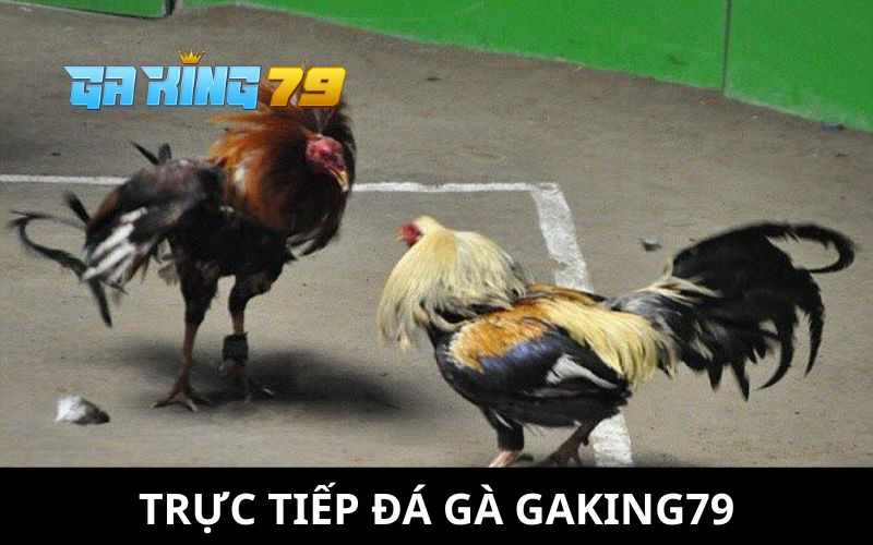 Trực Tiếp Đá Gà GAKING79 - Xem Trực Tiếp Từ C1 Đến C5 Hàng Ngày