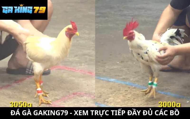 Đá Gà GAKING79 - Xem Đá Gà Trực Tiếp Đầy Đủ Các Bồ Mỗi Ngày