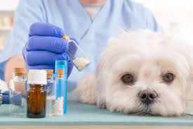 Global Animal Drug Compounding Market Forecast 2021–2032: Trends, Growth, and Opportunities