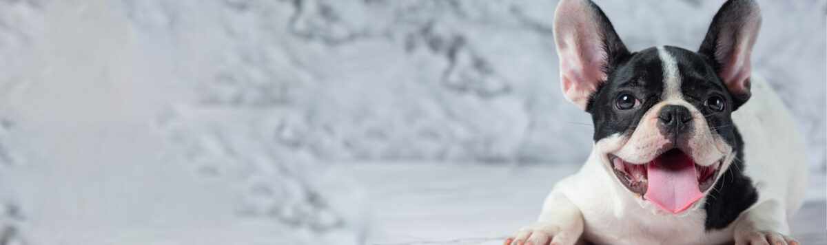 How to Choose Trusted Shops for French Bulldog Essentials