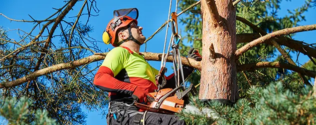 Why Is Regular Tree Service in Rosemont Important?