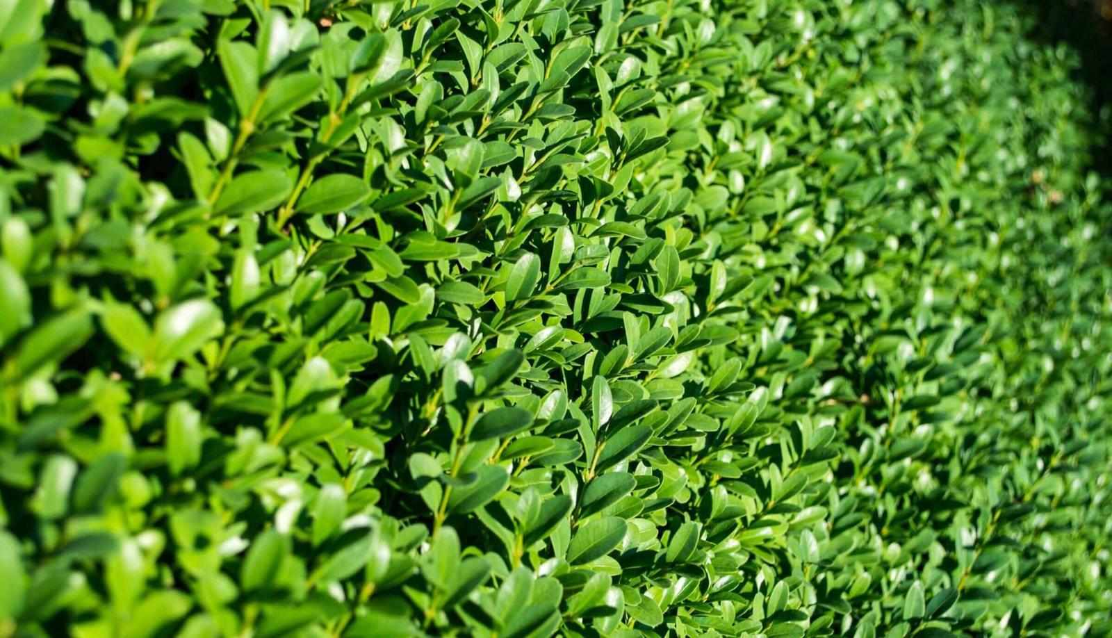 Lawn Mowing Clovelly – Reliable & Affordable Local Garden Care