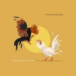 ĐÁ GÀ TRỰC TIẾP