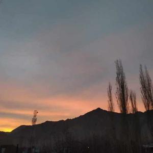 Tsering Yangdol logo