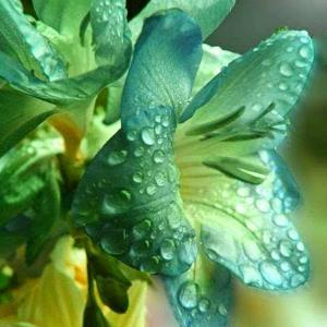 Priyanga Subramaniam logo