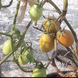 sunandini garden logo