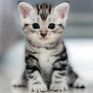 Lolo Ladanseuse logo