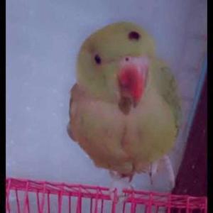 Sargam Jha logo