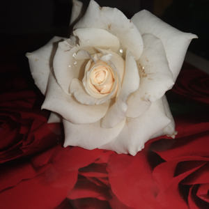 Delicia Jebaraj logo