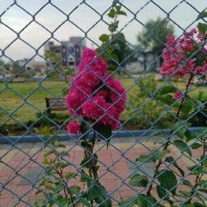 Sakshi Suryawanshi logo