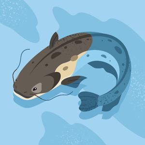 Tanushri Jajodia logo