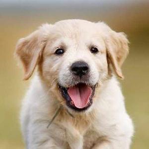 Supriya Arulkumar logo