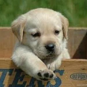 Sakshi Maheshwarkar logo