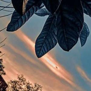 Shivani Maharana logo