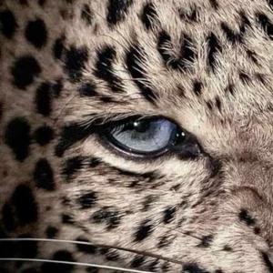 Hitakshi Jakhar logo