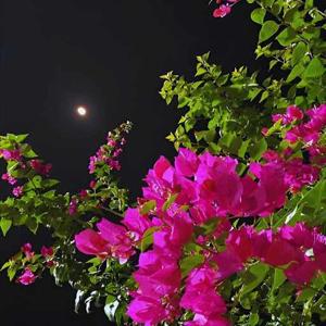 Ashika Sheikhussain logo