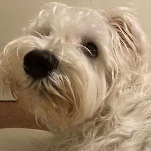 Brenda Martinez logo