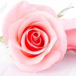 pink rose logo