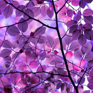 Shreyashi Parhi logo