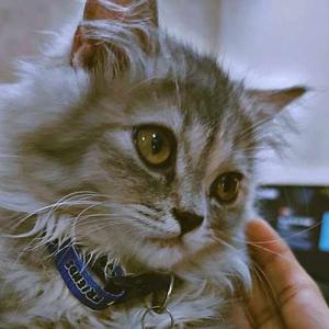 Shahana Shafreen logo